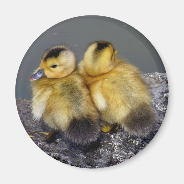 Magnet frigo (Front)