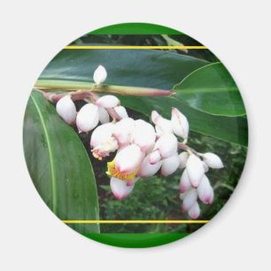 Magnet-Hawaii Shell Ginger Magnet