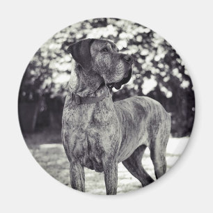Magnet Helia