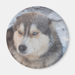 Magnet Husky Blue Eyes