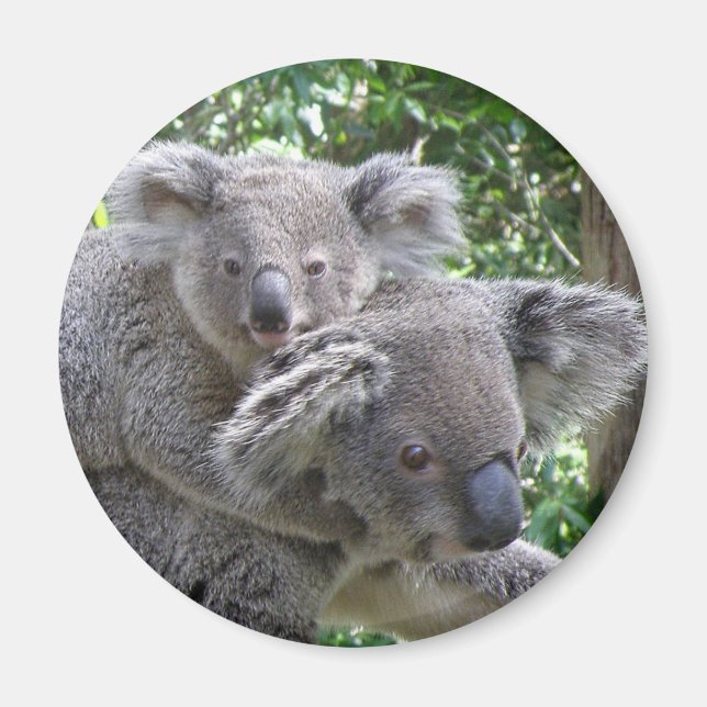 Magnet Koala and Baby Australia Photo (Front)
