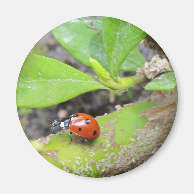 Magnet--Ladybug Magnet (Front)