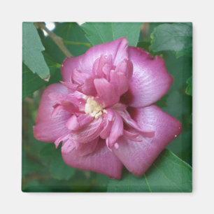 Magnet of a Rose of Sharon Beginning to Blossom