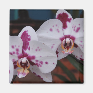 Magnet: Orchids Magnet