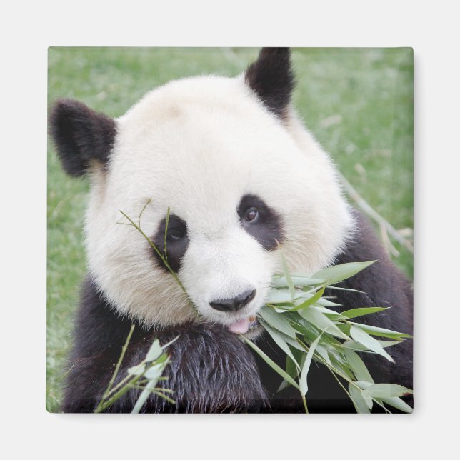 Magnet Photo giant panda , animals 0409. (Front)