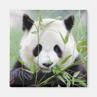 Magnet Photo giant panda. Panda geant.