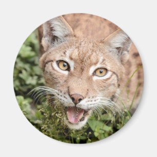 Magnet Photo lynx , animals 2. magnet