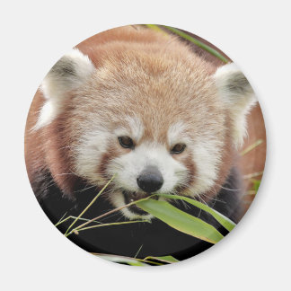 Magnet Photo red panda , animals 0359.