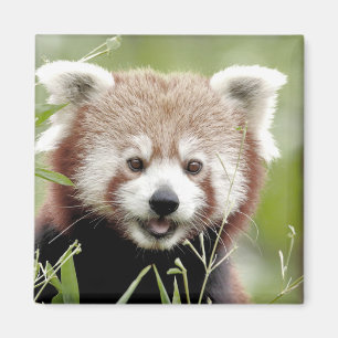 Magnet Photo red panda , animals 0630.