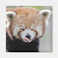 Magnet photo red panda. Panda roux.