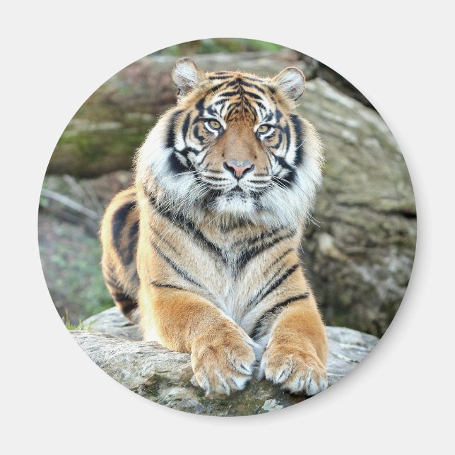Magnet Photo tiger , animals 0214. (Front)