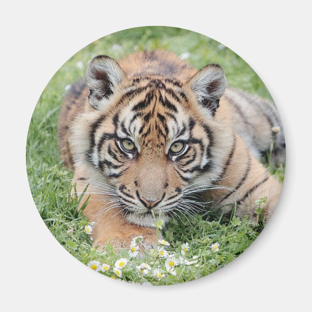 Magnet Photo tiger , animals 2. magnet (Front)