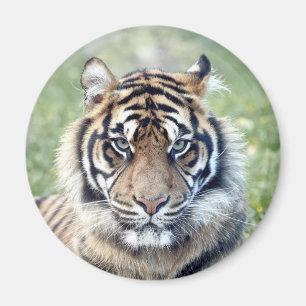 Magnet Photo tiger , animals. magnet