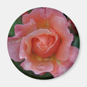 Magnet - Pink Rose
