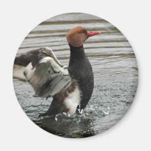 Magnet - Pochard flapping wings