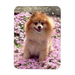 Magnet   Pomeranian with Pink Flowers