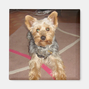 magnet "pop art" dog