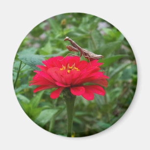 Magnet/Praying Mantis Magnet