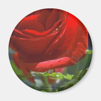 Magnet-Red Rose with water star Magnet