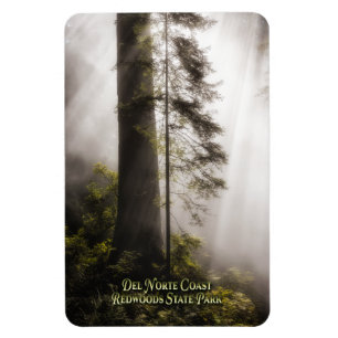 Magnet: Redwood Trees, Mist, and Sunbeams Magnet