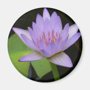 Magnet, Soft Lavender Water Lily Magnet