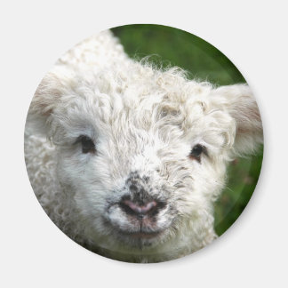 Magnet - Spring Lamb