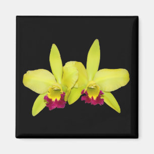 Magnet, square, 2 yellow-green cattleyas magnet