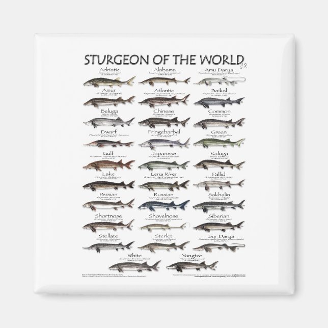 MAGNET -STURGEON OF THE WORLD POSTER  (Front)