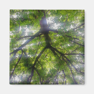 Magnet - Sun Trees (Ohio)
