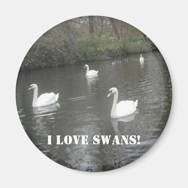 Magnet Swans Swimming, I Love Swans (Front)