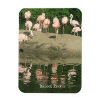 Magnet - the Flamingos at the Bronx Zoo