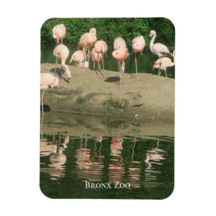 Magnet -  the Flamingos at the Bronx Zoo