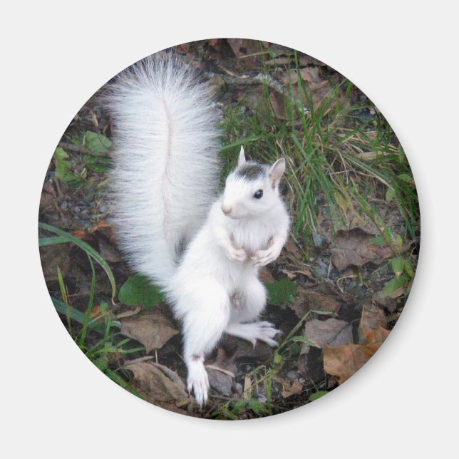 magnet - White Squirrel (Front)