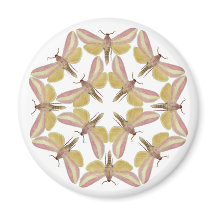 Magnet with beautiful hawk moths