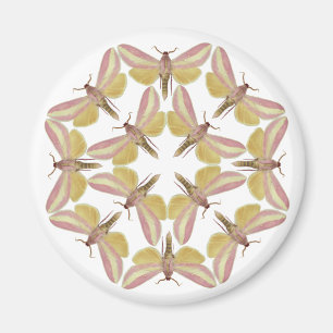Magnet with beautiful hawk moths
