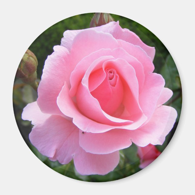 Magnet with beautiful pink rose (Front)