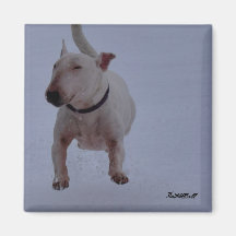 magnet with bull terrier in the snow