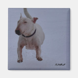 magnet with bull terrier in the snow