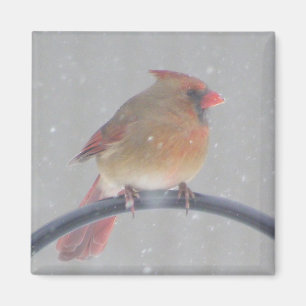 MAGNET WITH CARDINAL