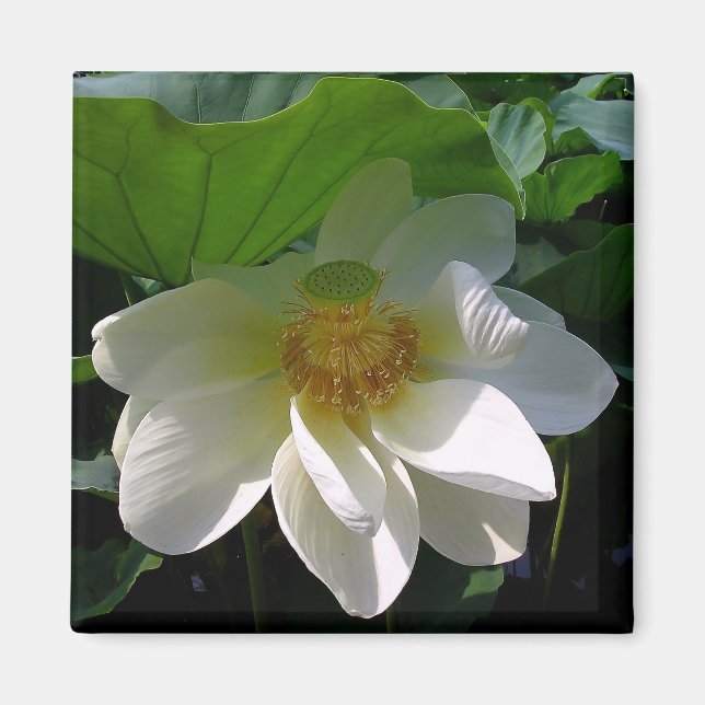 Magnet with delicate white Lotus Flower (Front)