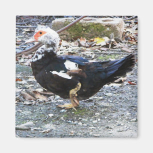 Magnet with duck