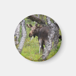 magnet with elk 04