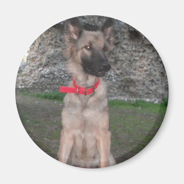 Magnet With German Shepherd (Front)