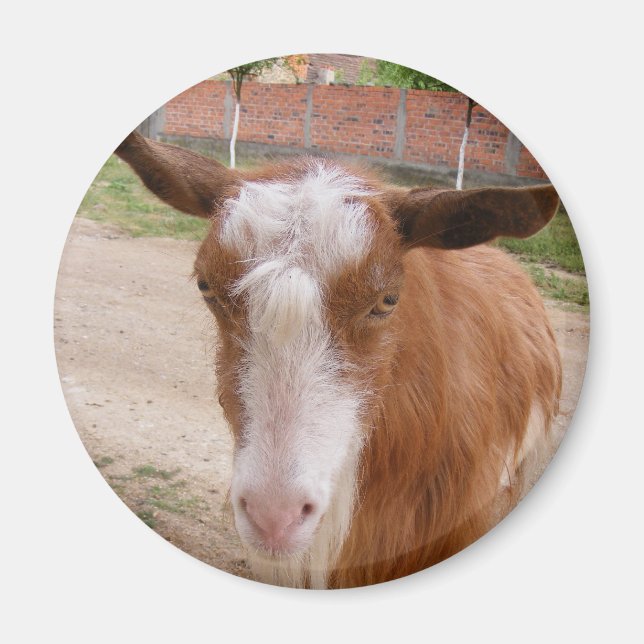 Magnet with goat (Front)