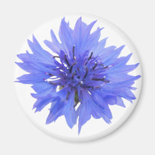 Magnet with wild blue cornflower