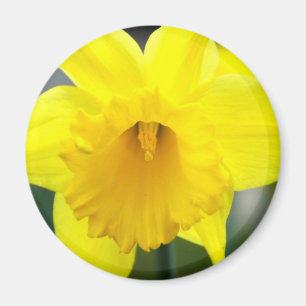 Magnet - Yellow Daffodil