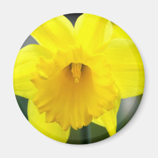 Magnet - Yellow Daffodil