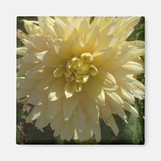 magnet "Yellow Dahlia" by artist Jan Turner (Front)