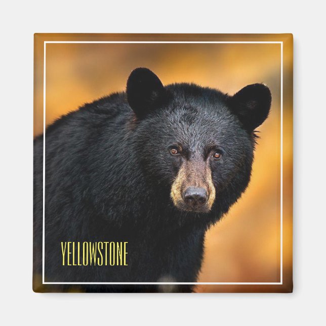 Magnet Yellowstone Black Bear (Front)