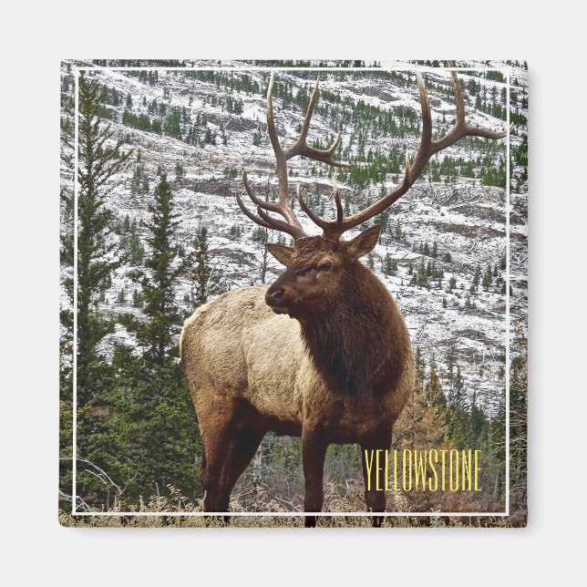 Magnet Yellowstone Elk (Front)